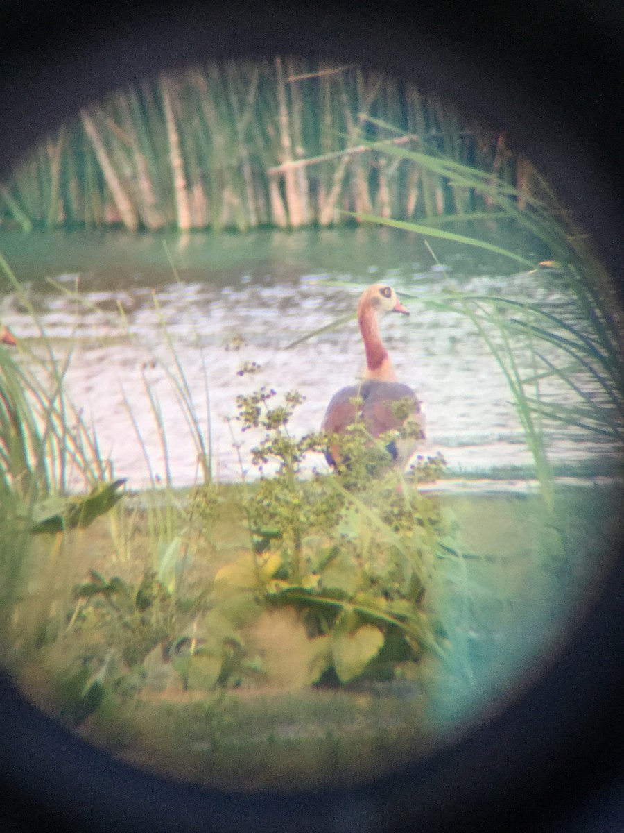 Egyptian Goose - ML165451221