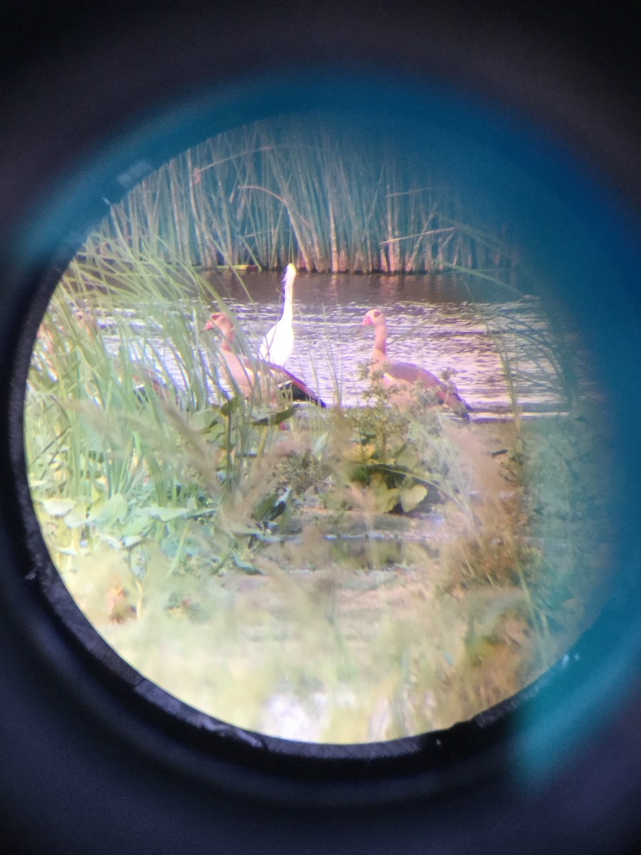 Egyptian Goose - ML165451261