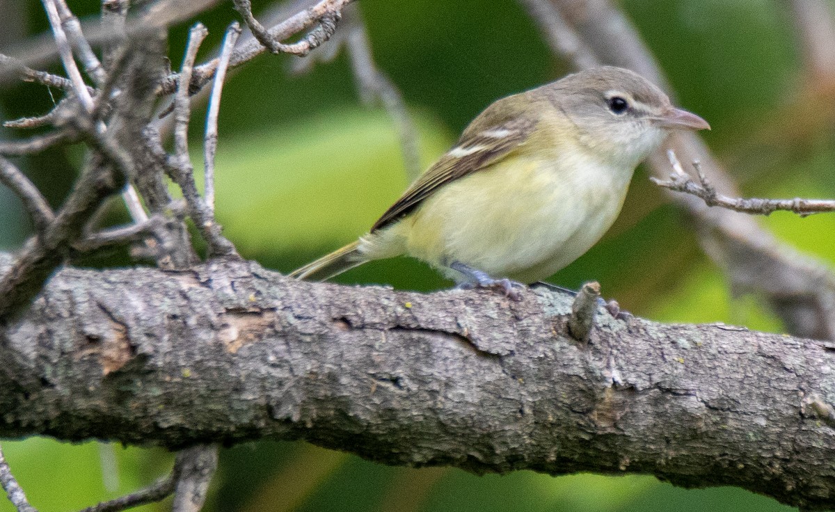 krattvireo - ML165453171