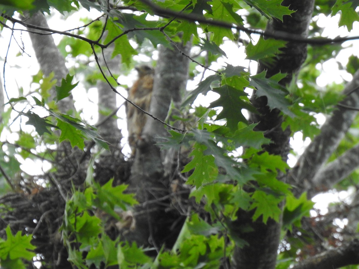 tanımsız Buteo sp. - ML165453471