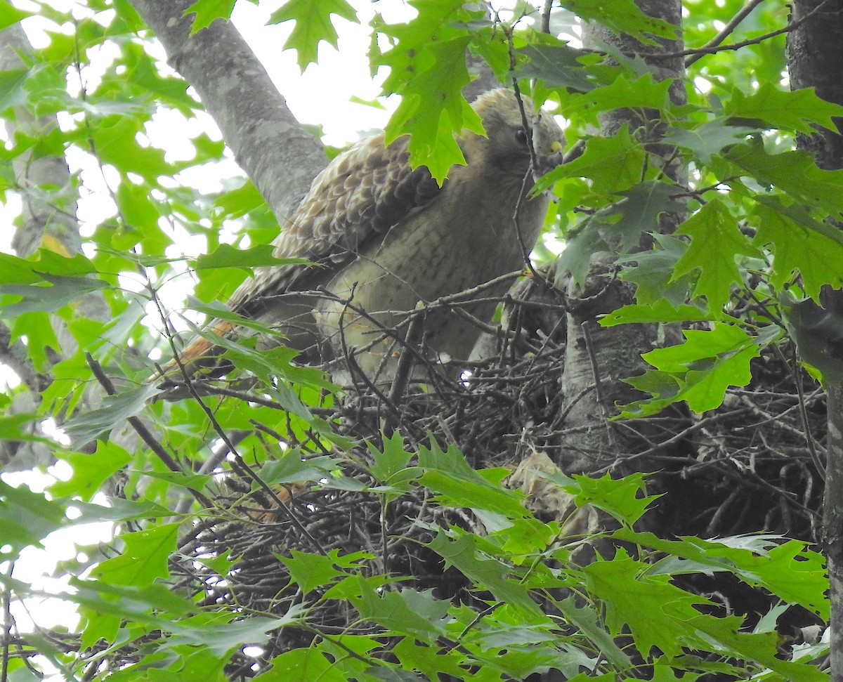 Red-shouldered x Red-tailed Hawk (hybrid) - ML165453581