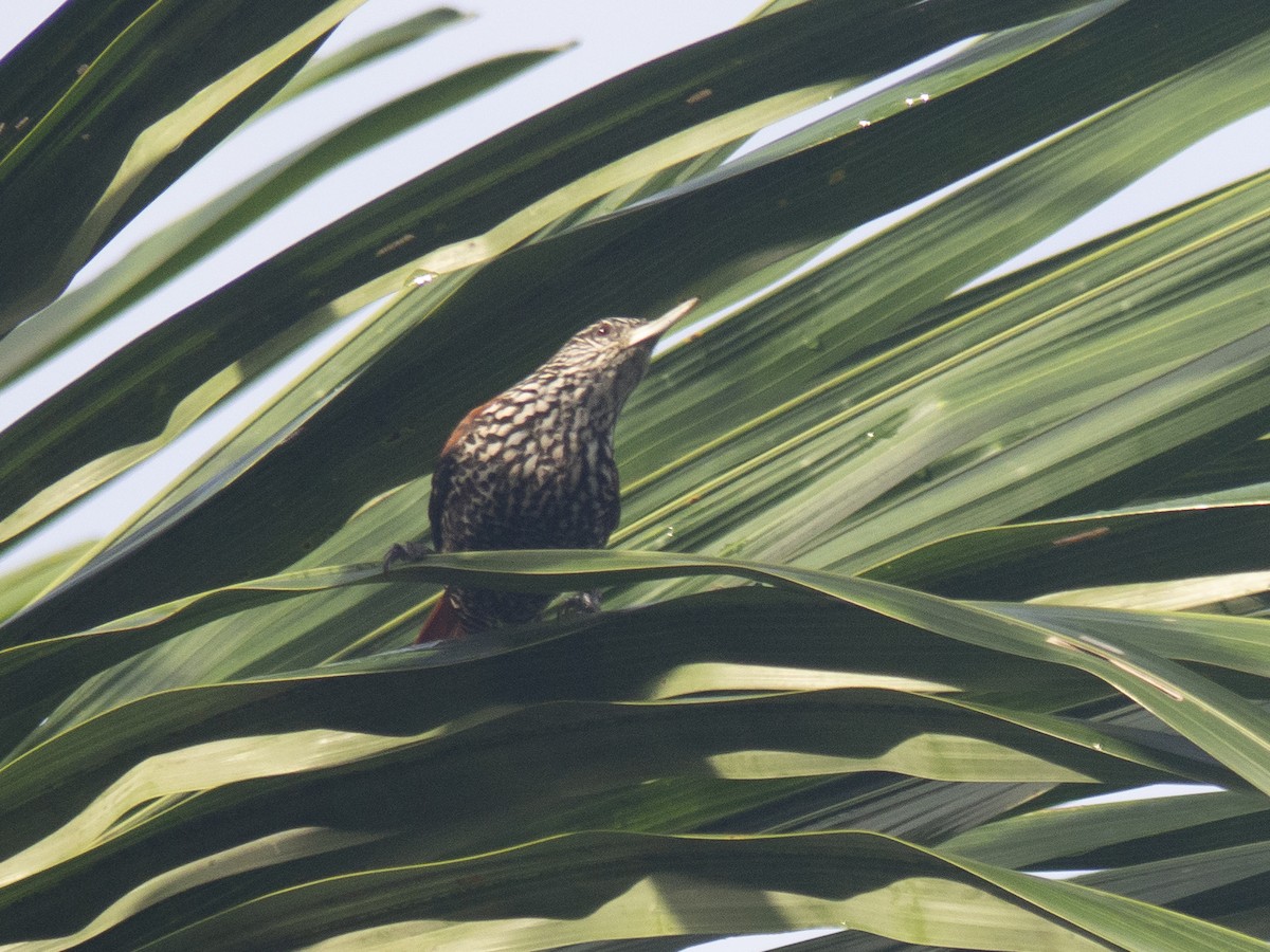 Point-tailed Palmcreeper - Carla Moura