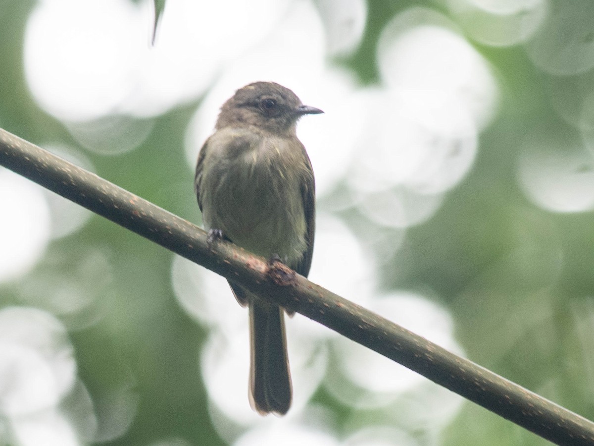 Yellow-crowned Elaenia - Carla Moura