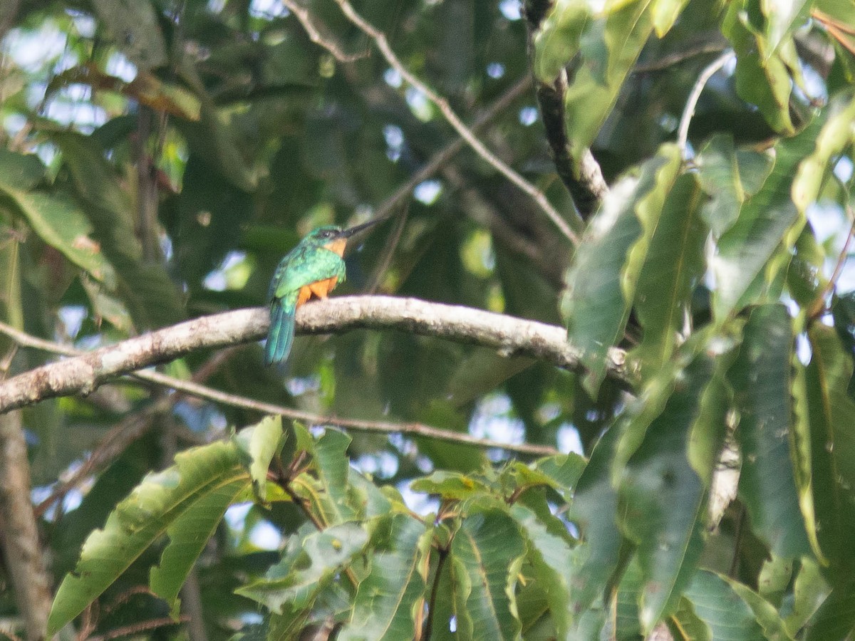 Green-tailed Jacamar - ML165453851