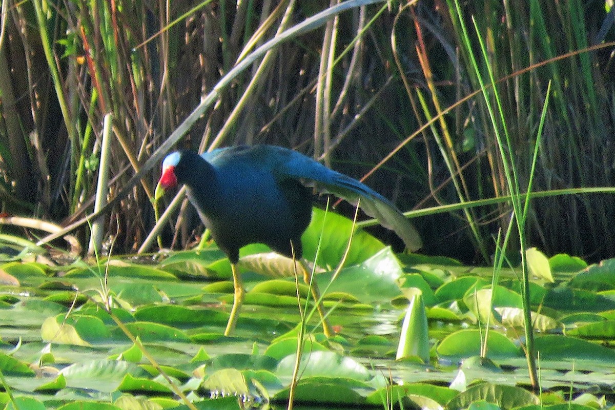 Purple Gallinule - ML165454881