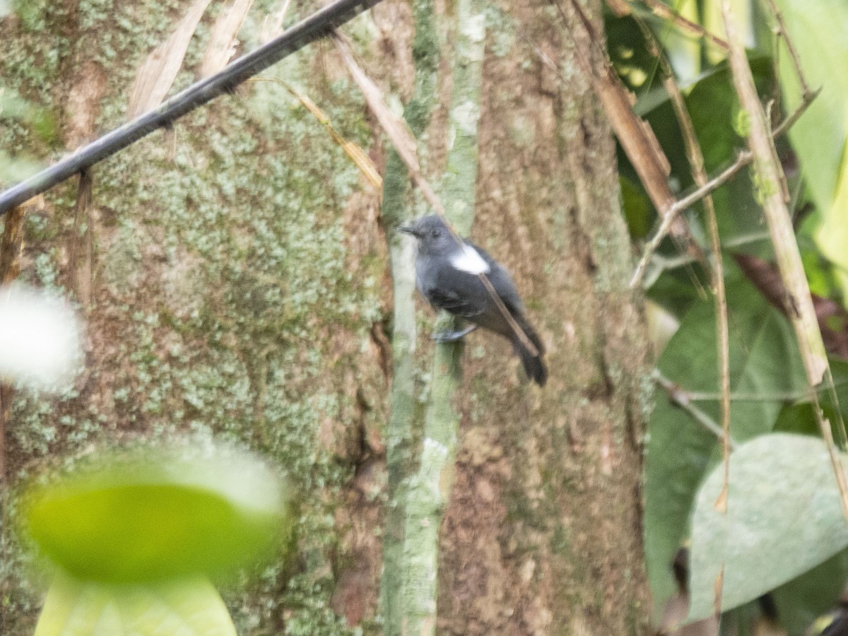 Dusky Antbird - ML165455561