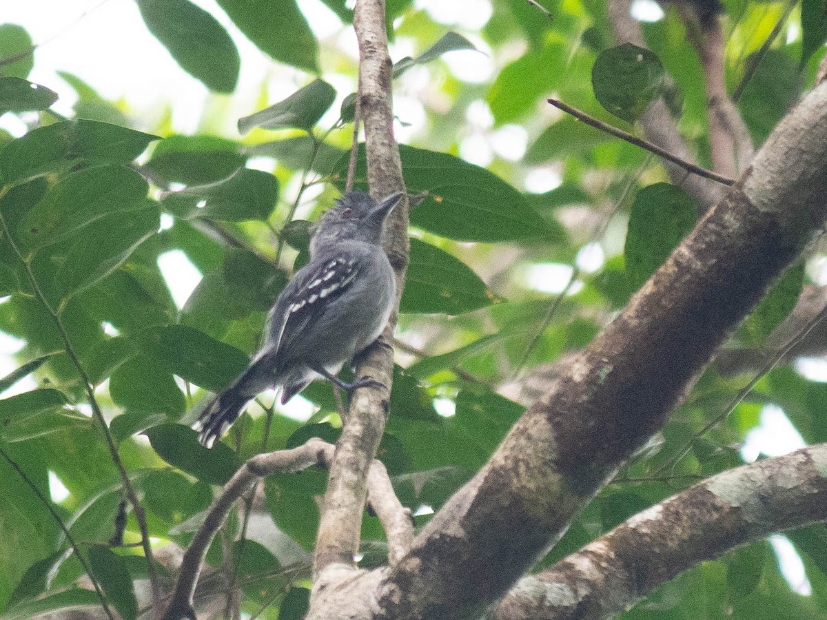 Northern Slaty-Antshrike - ML165455621