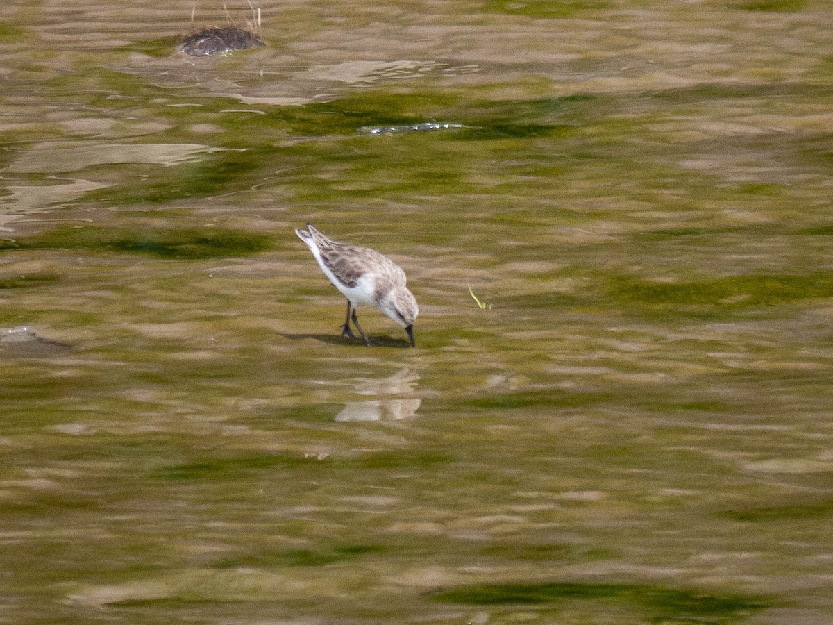 Bécasseau sanderling - ML165455871