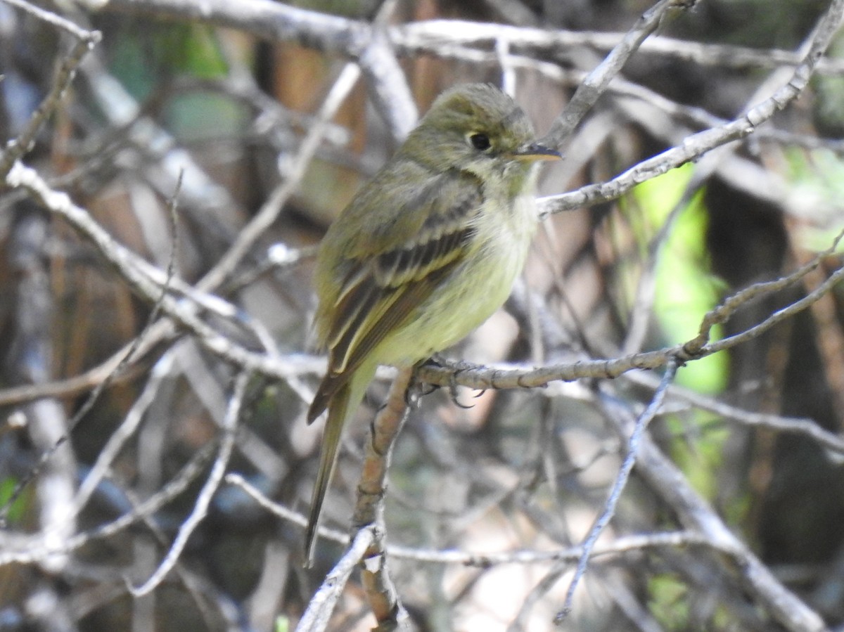 Western Flycatcher (Cordilleran) - ML165457481