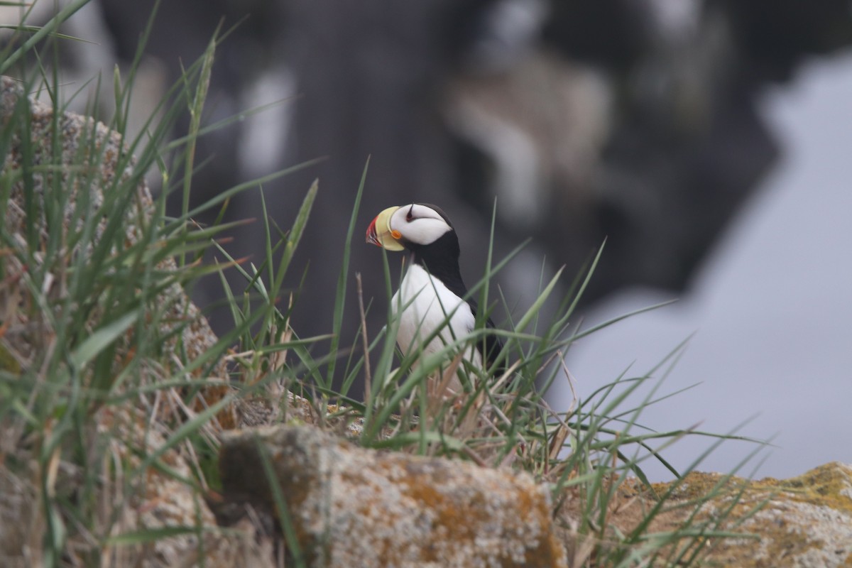 Horned Puffin - ML165458231