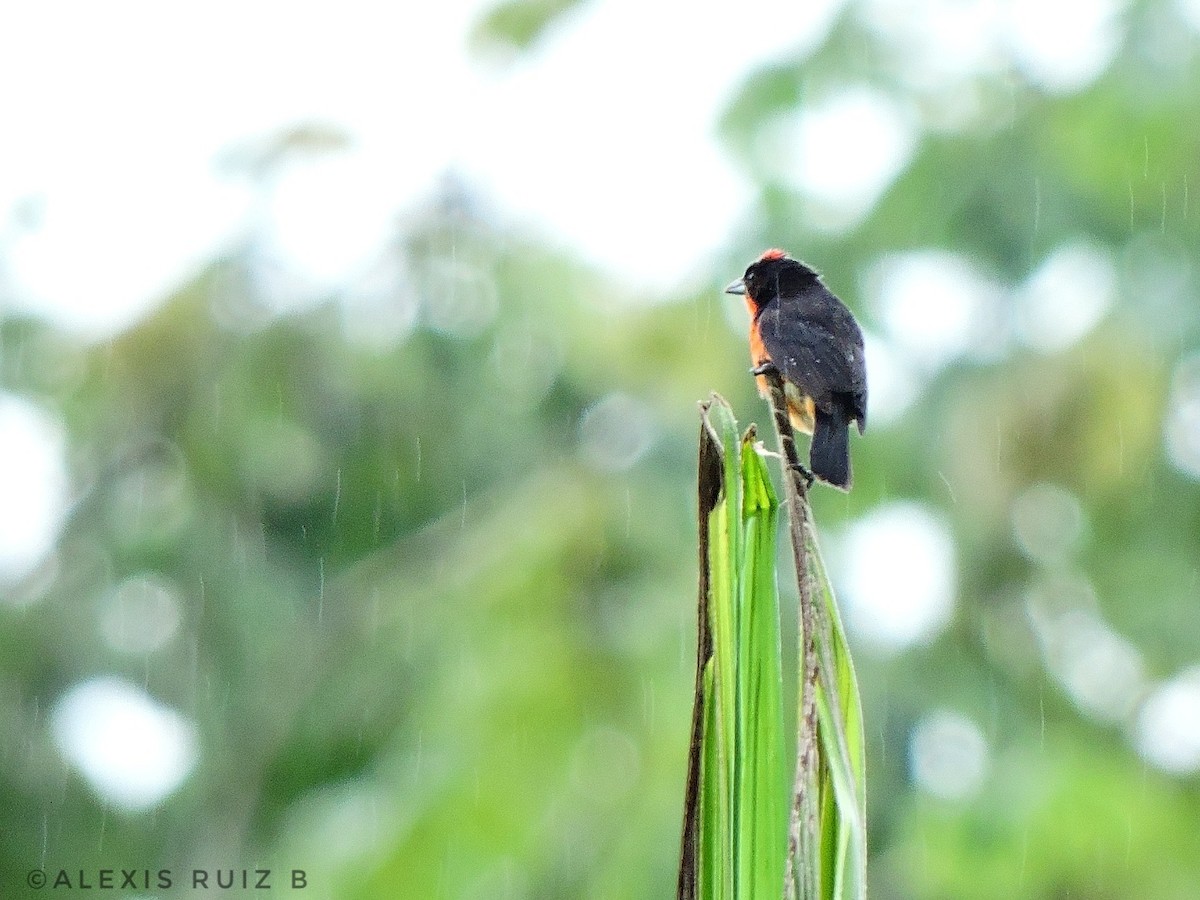 Crimson-breasted Finch - ML165458251