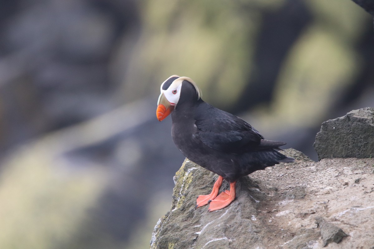 Tufted Puffin - ML165458711