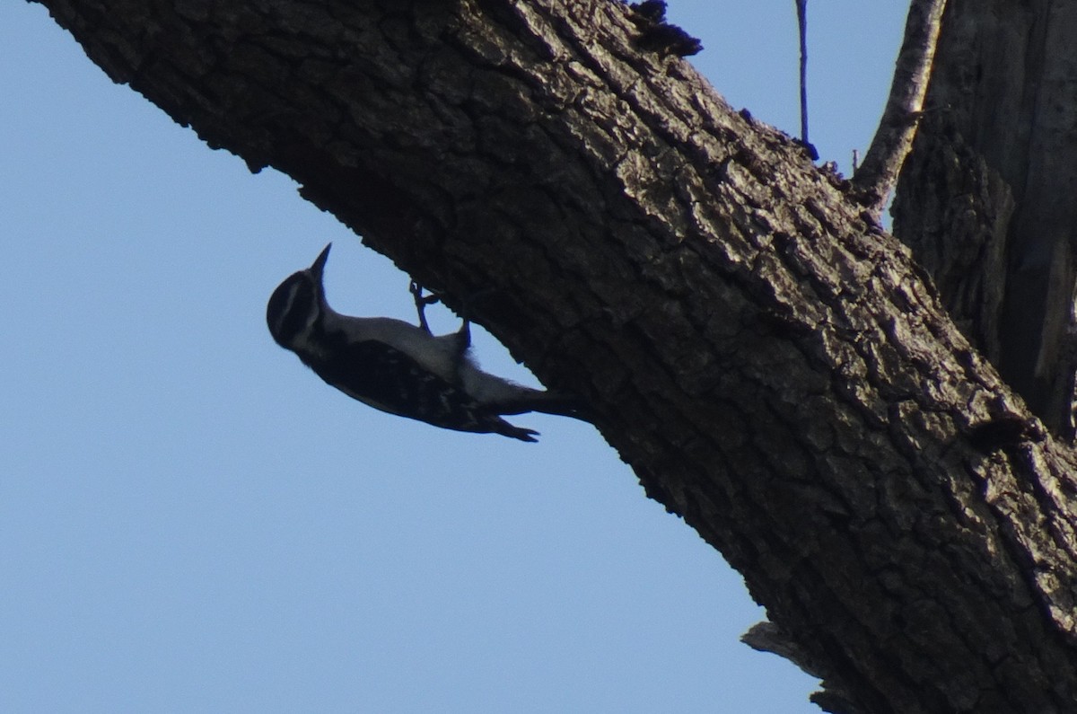 Downy Woodpecker - Cathy Olson