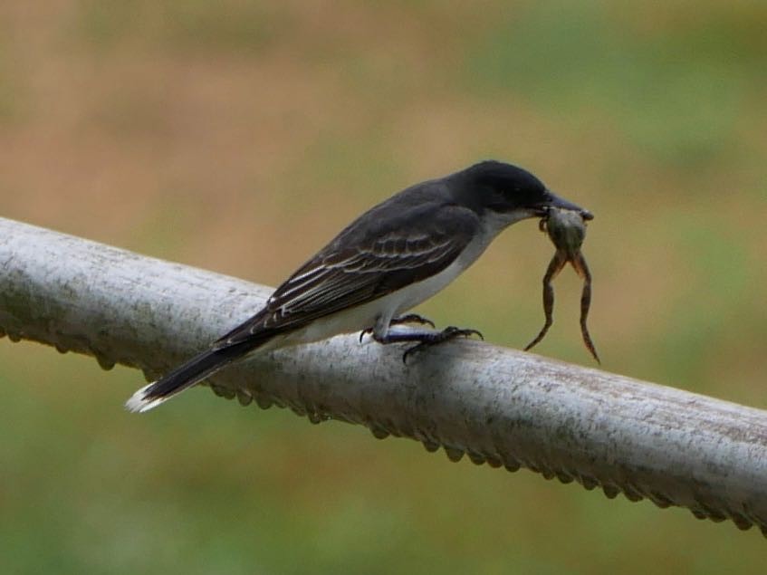 Eastern Kingbird - ML165459281