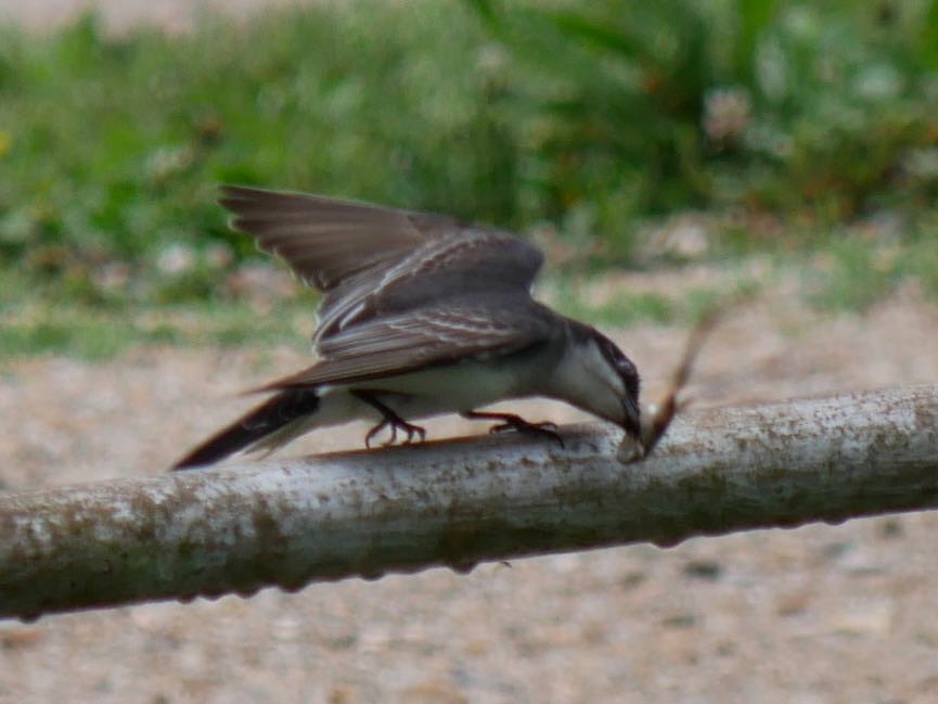 Eastern Kingbird - ML165459301