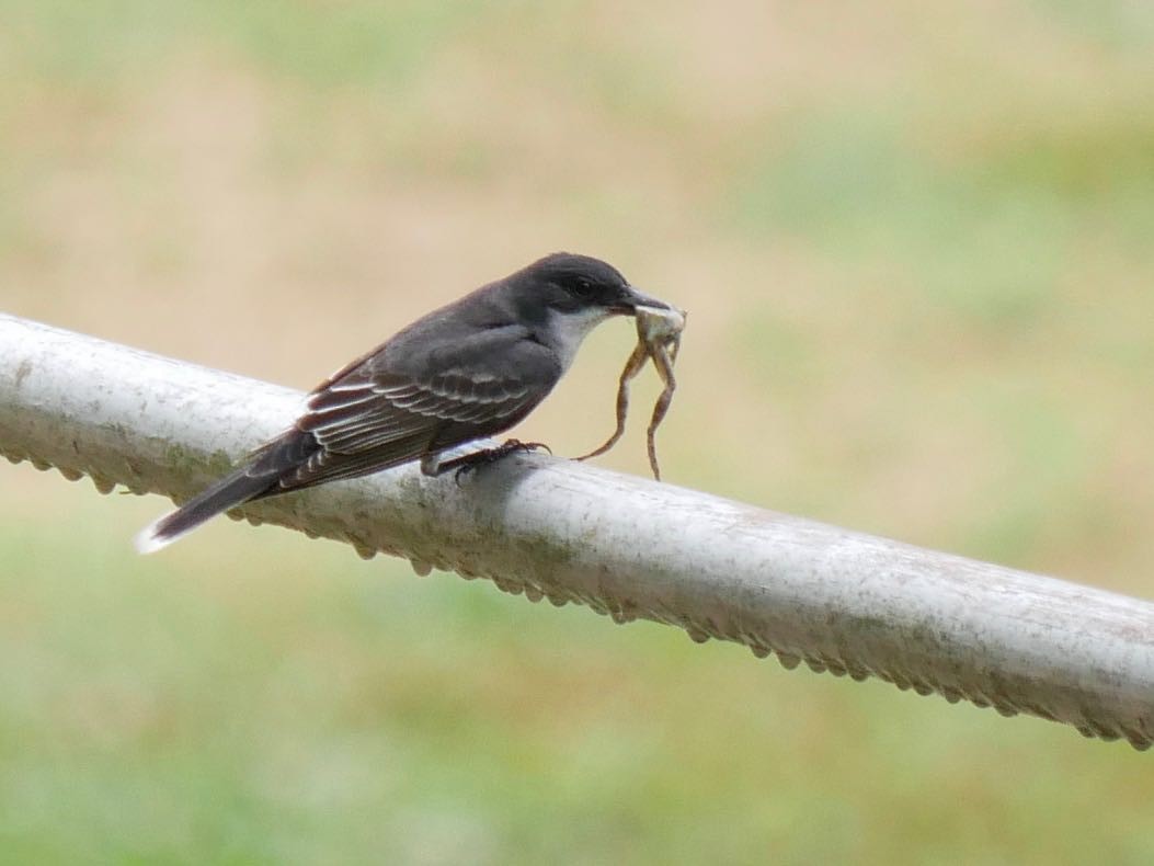 Eastern Kingbird - ML165459311