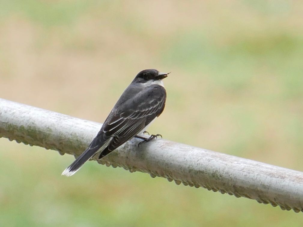 Eastern Kingbird - ML165459341