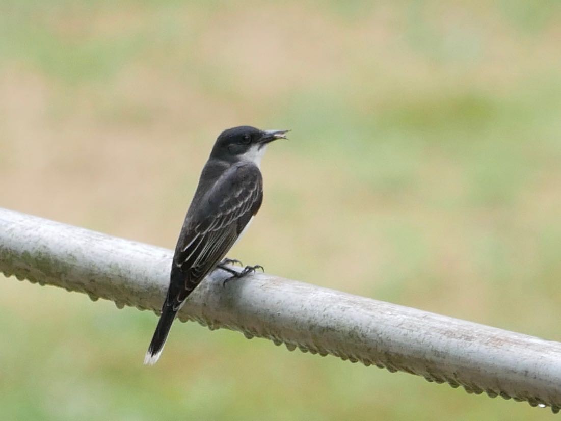 Eastern Kingbird - ML165459371