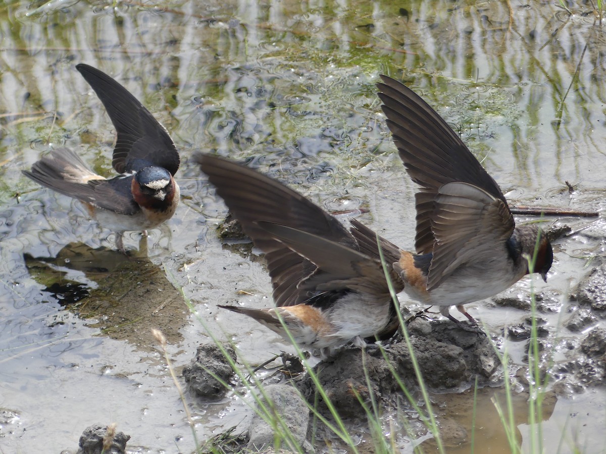 Cliff Swallow - ML165463031