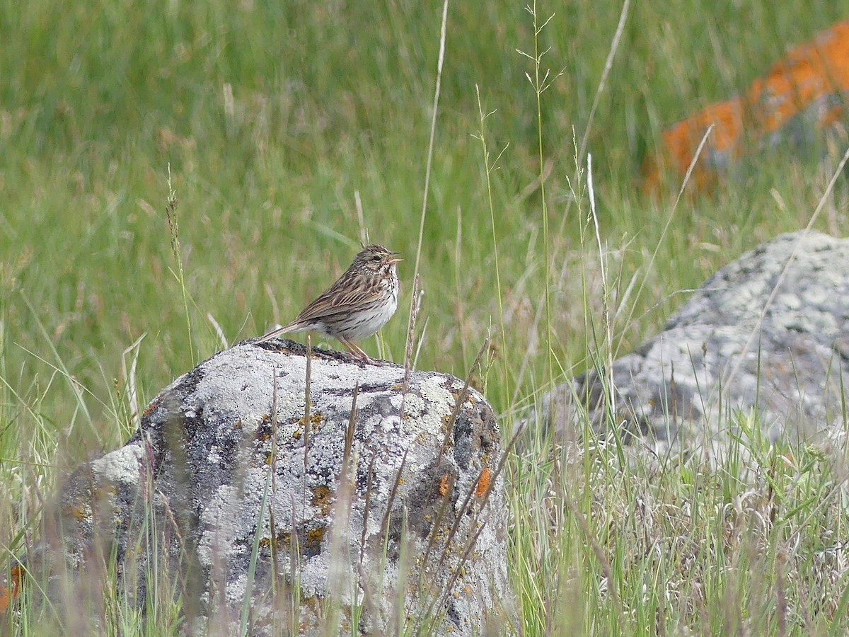 Savannah Sparrow - ML165463421