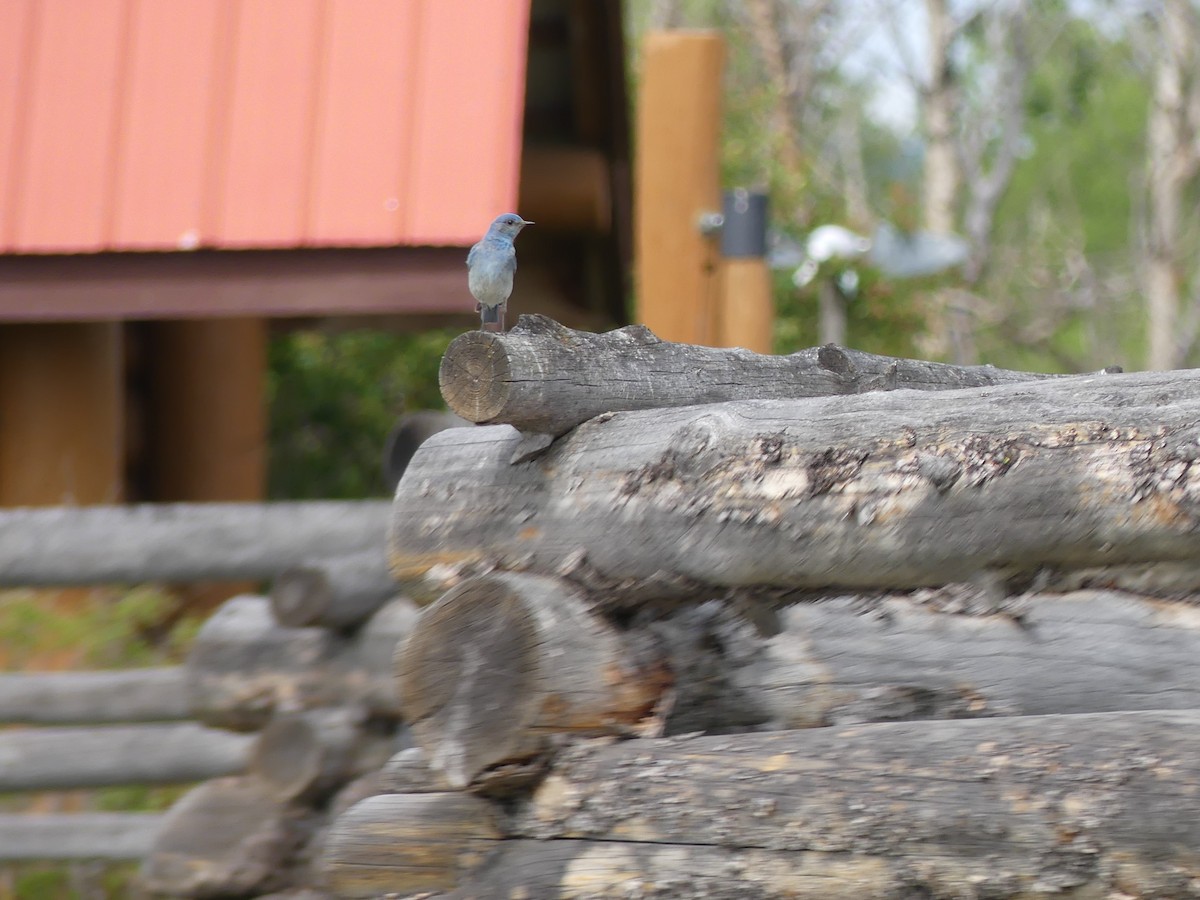 Mountain Bluebird - ML165463711