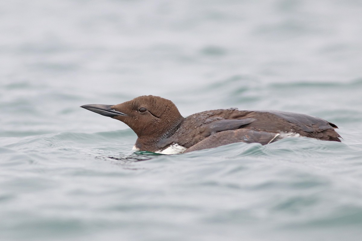 Common Murre - ML165464081