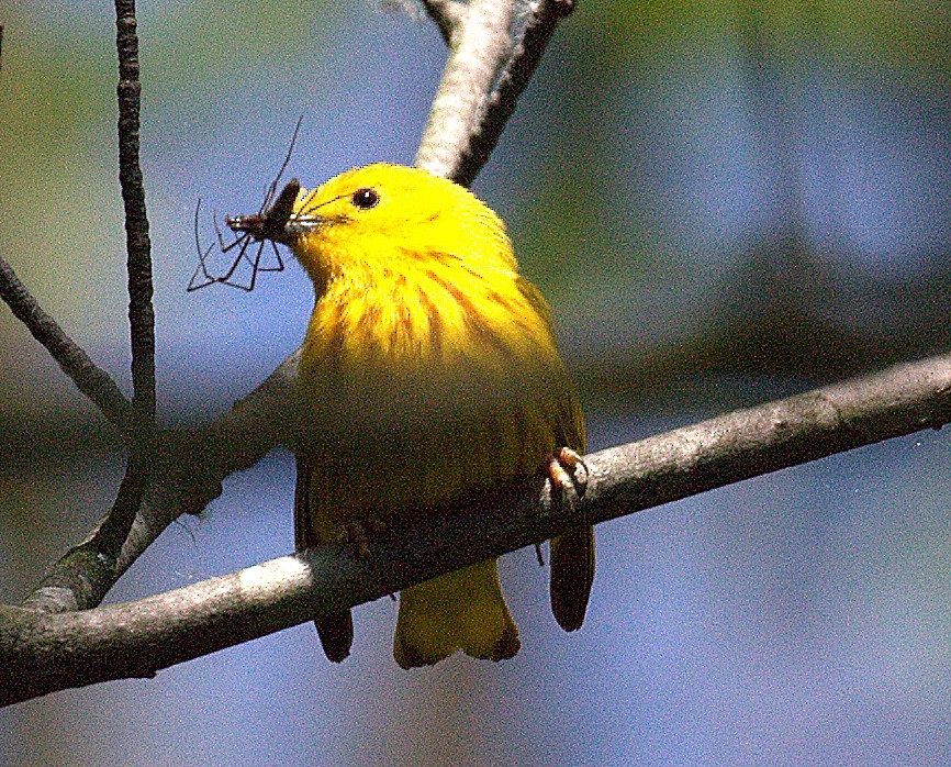 Yellow Warbler (Northern) - ML165465641