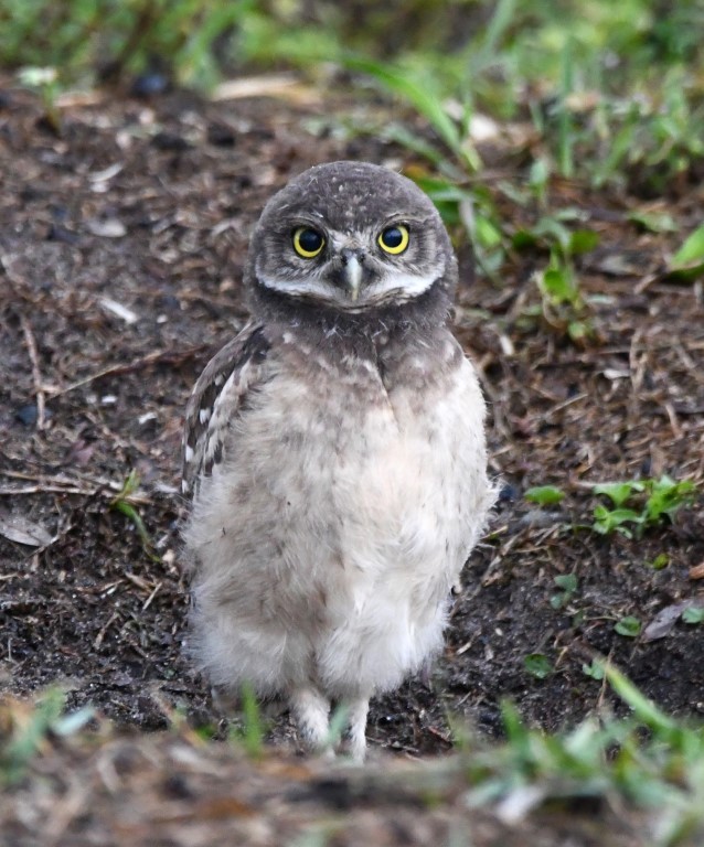 Burrowing Owl (Florida) - ML165465851