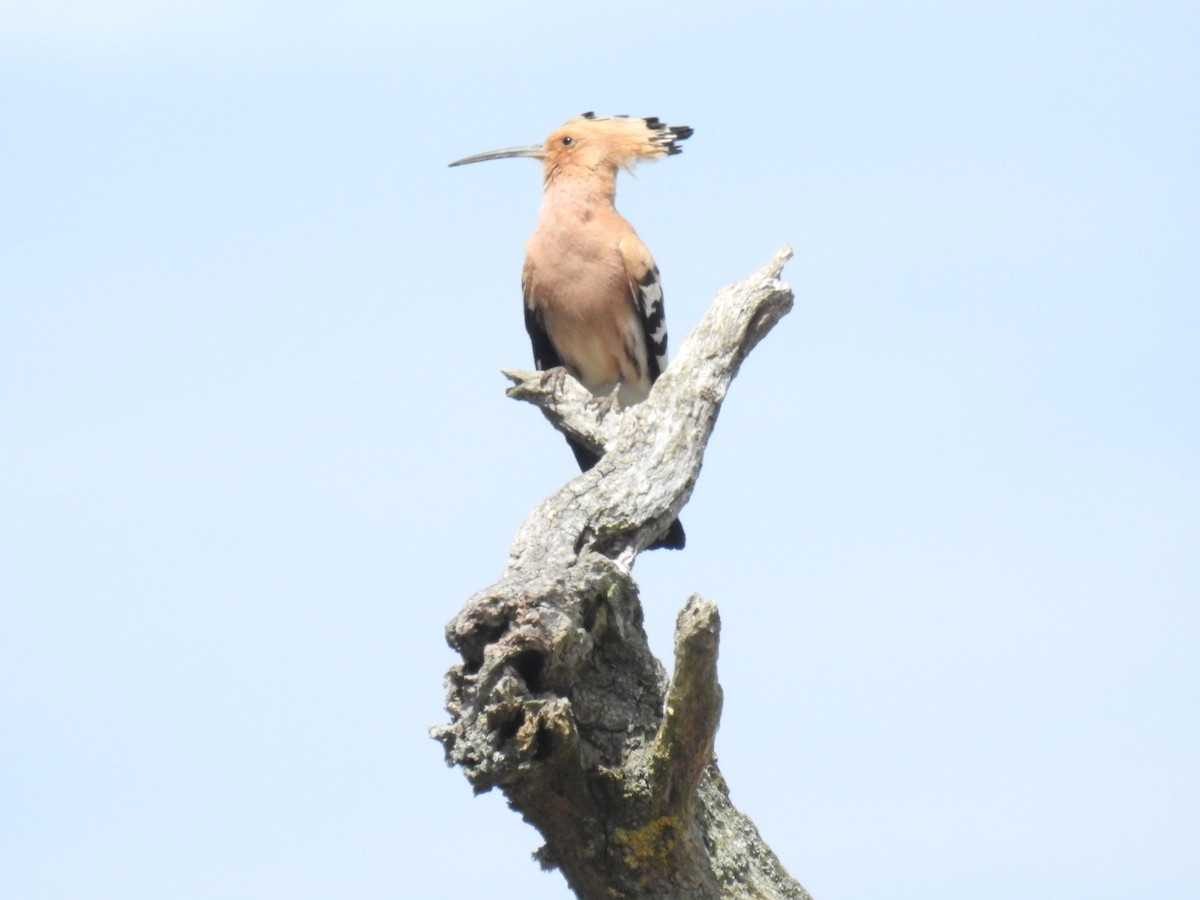 Eurasian Hoopoe - Jon Iratzagorria Garay