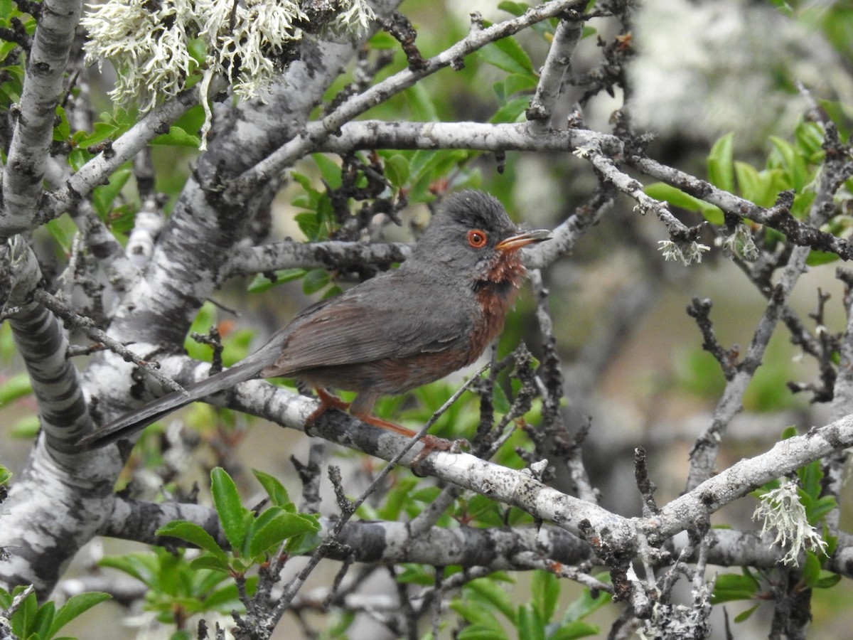 Dartford Warbler - ML165466241