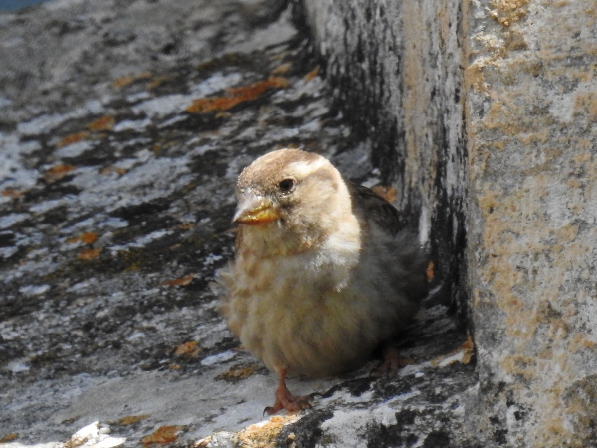 Rock Sparrow - ML165466331