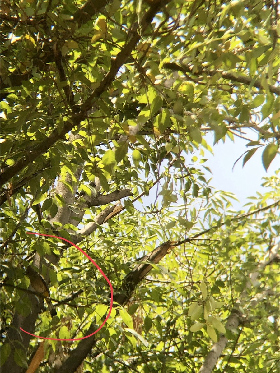 Gray Silky-flycatcher - tereza muñoz