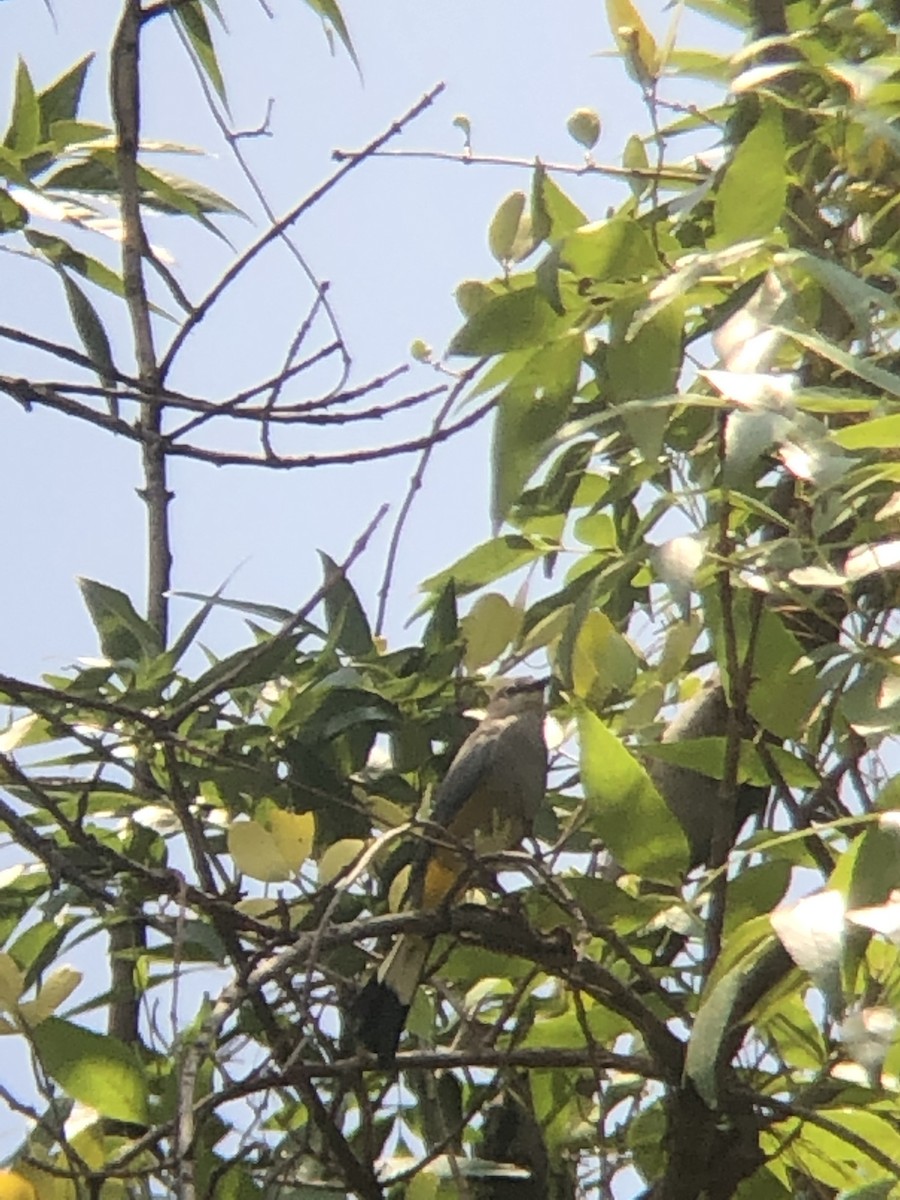 Gray Silky-flycatcher - ML165466531