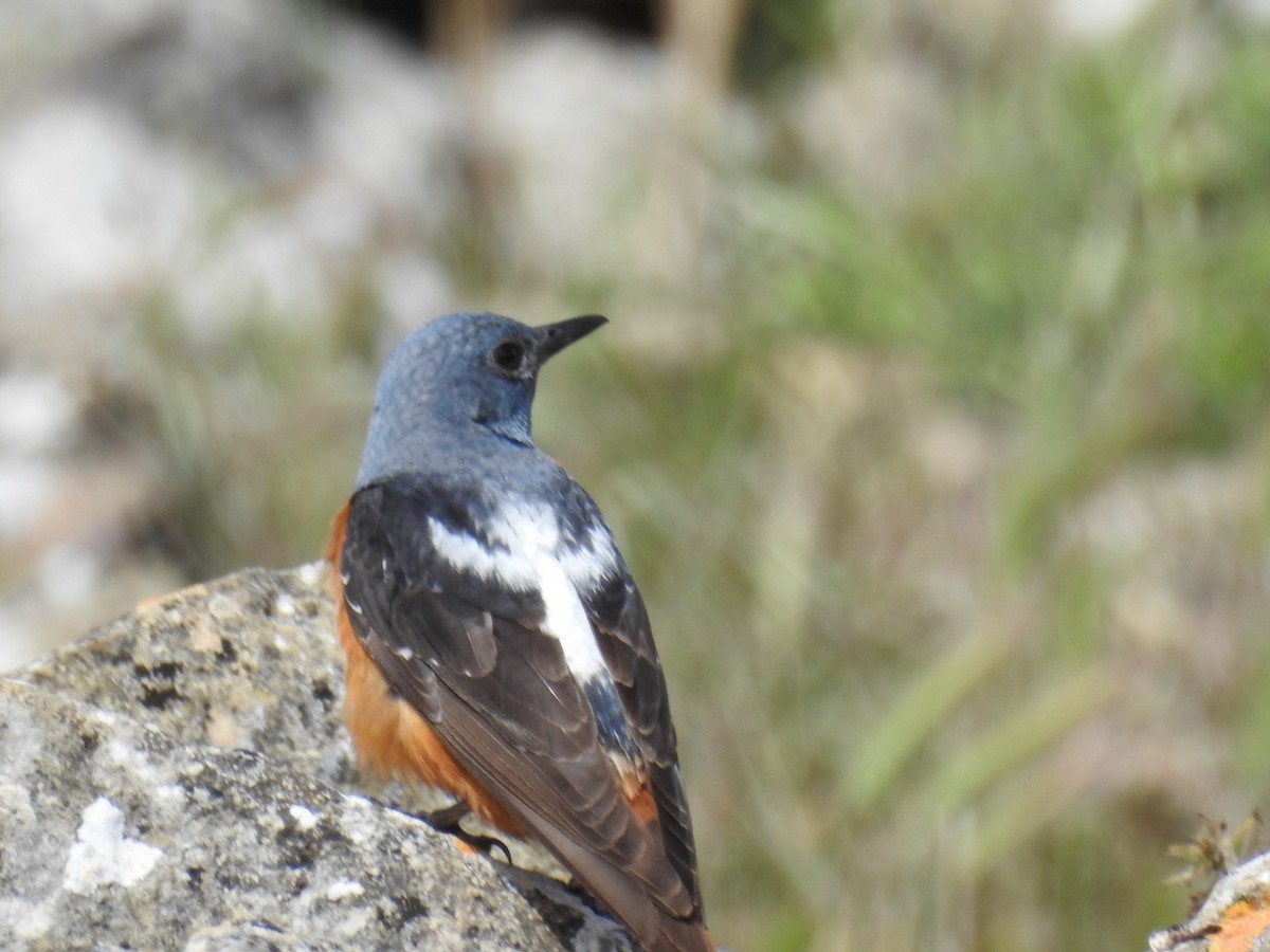 Rufous-tailed Rock-Thrush - ML165467021