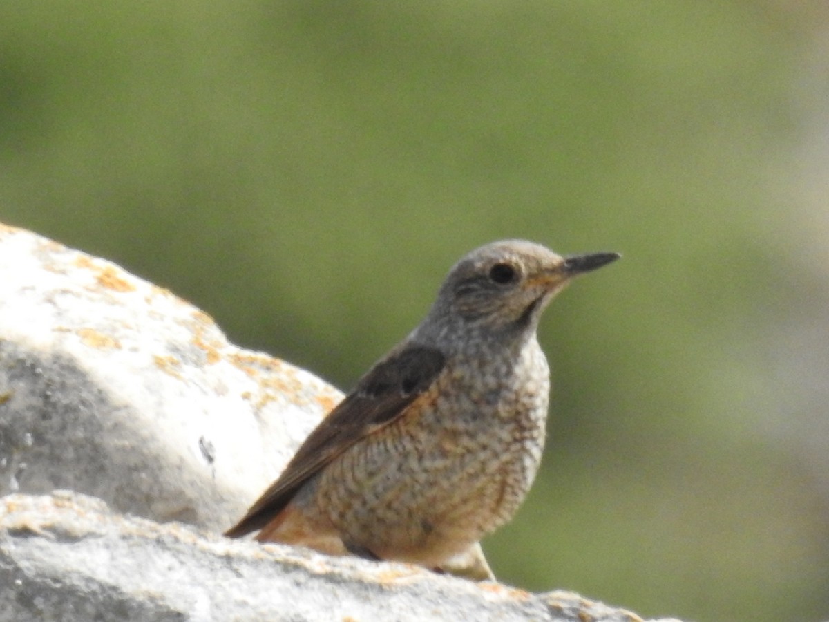 Rufous-tailed Rock-Thrush - ML165467041