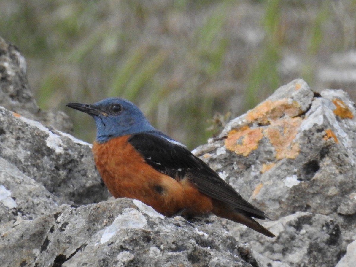 Rufous-tailed Rock-Thrush - ML165467051