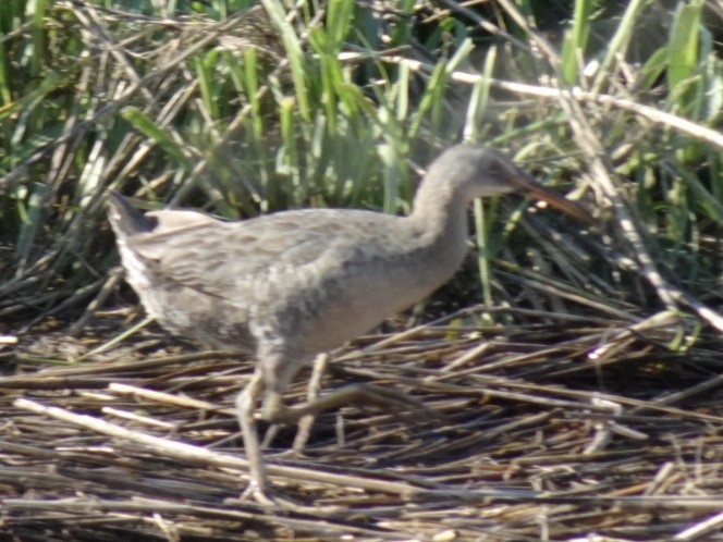 Clapper Rail - ML165467761