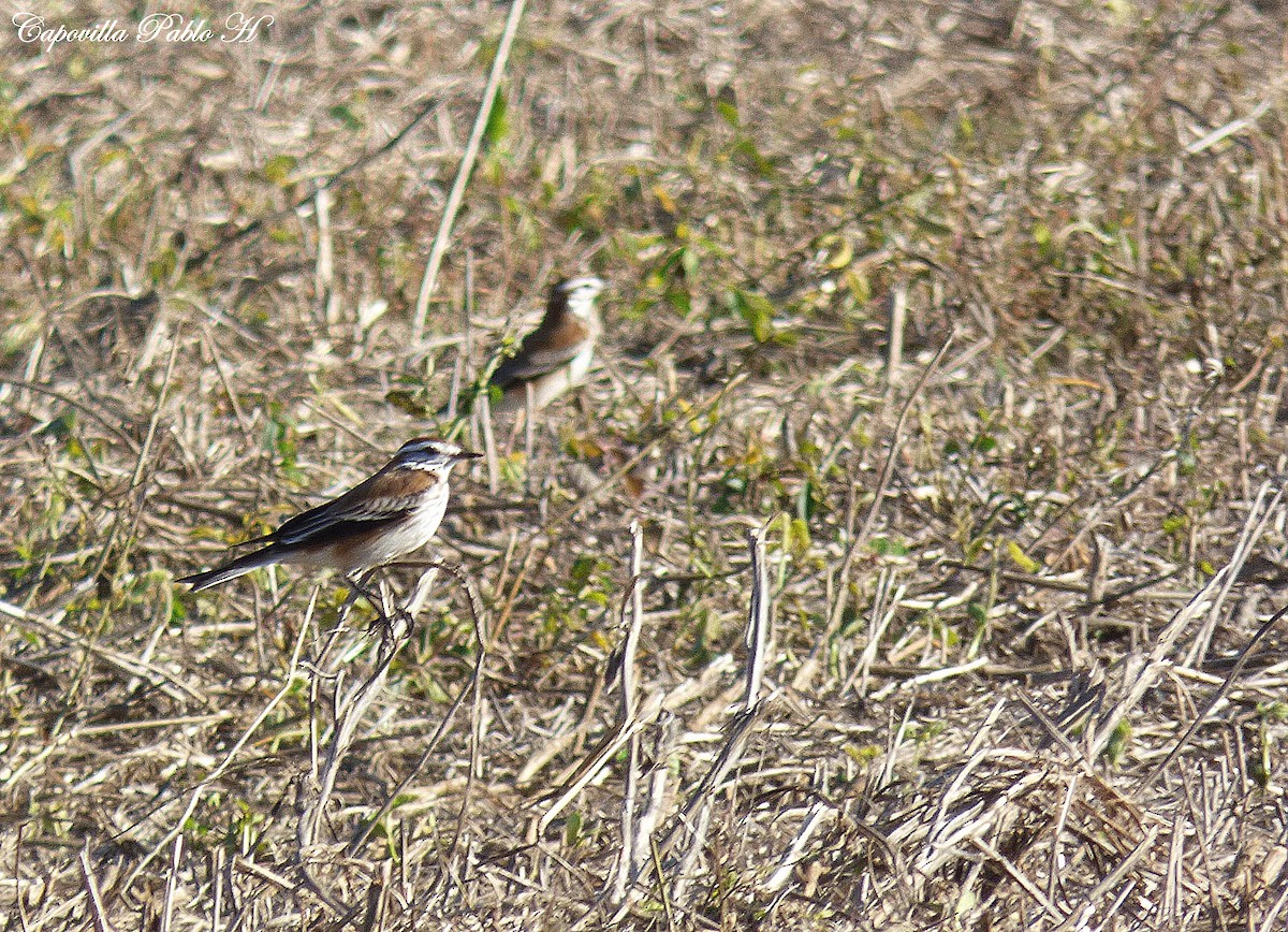 Rusty-backed Monjita - Pablo Hernan Capovilla