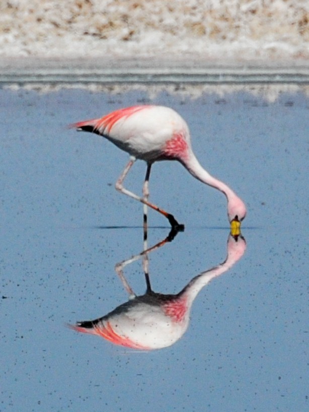 Puna Flamingosu - ML165469231