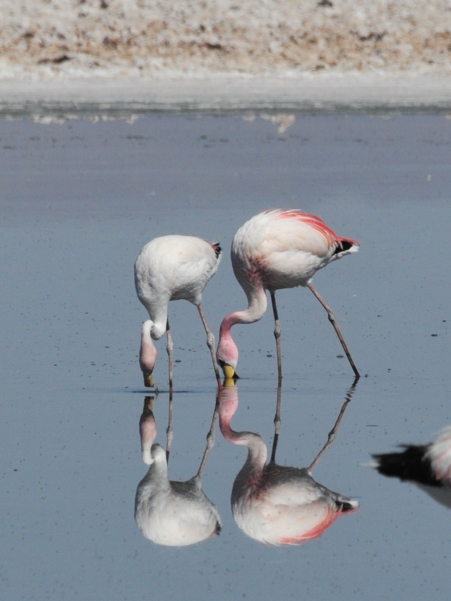 Puna Flamingosu - ML165469241