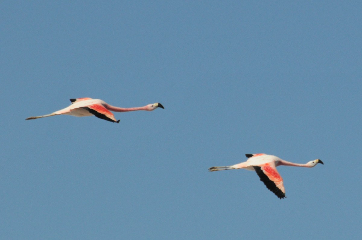 Andean Flamingo - ML165469541