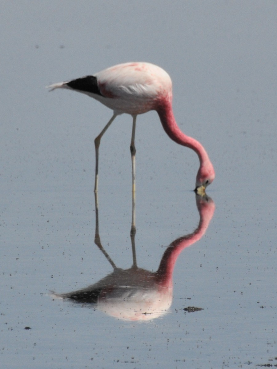 Andean Flamingo - ML165469611