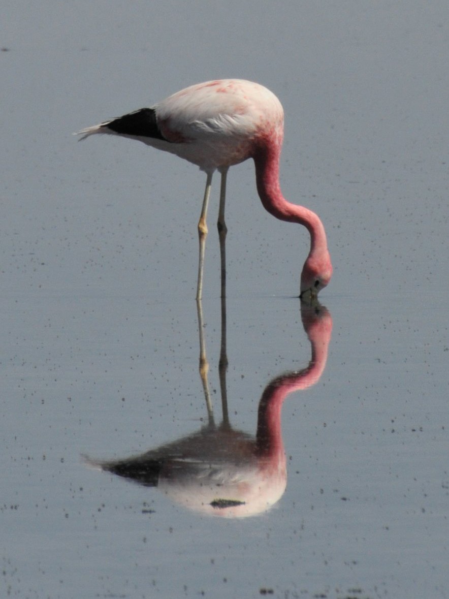 Andean Flamingo - ML165469621