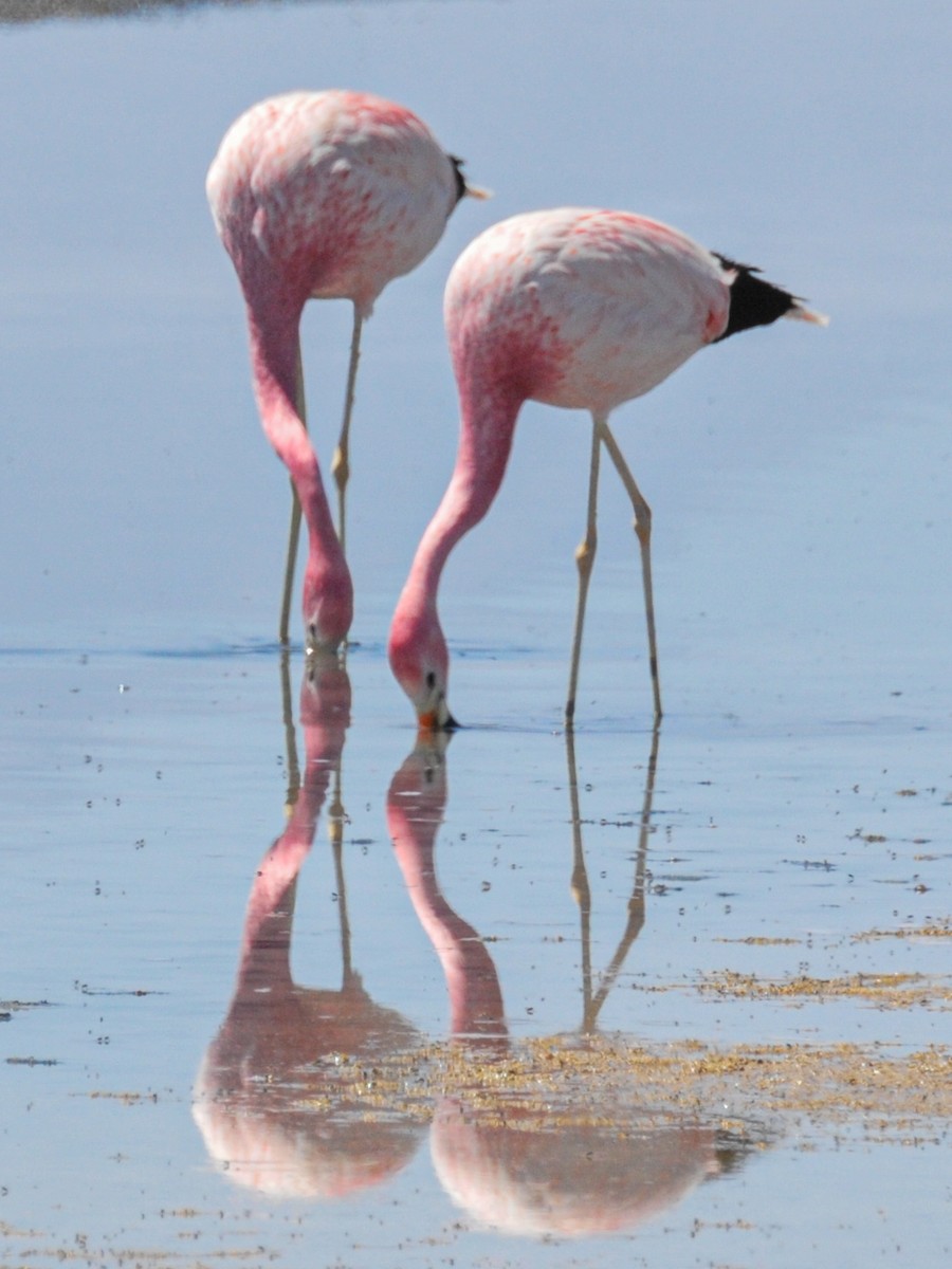 Andean Flamingo - ML165469661