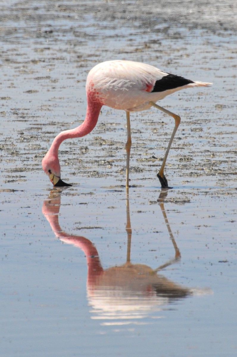 Andean Flamingo - ML165469671