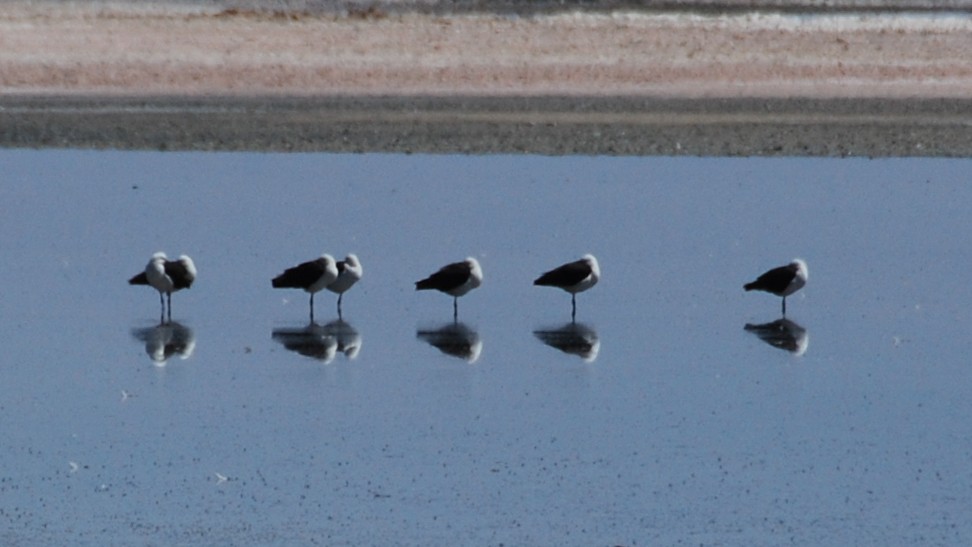 Andean Avocet - ML165469701