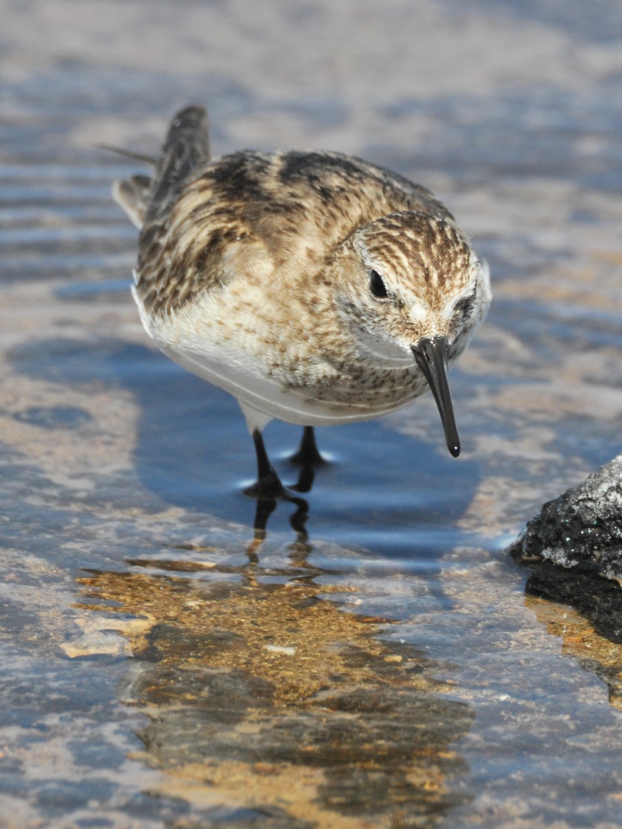 Baird's Sandpiper - ML165469961