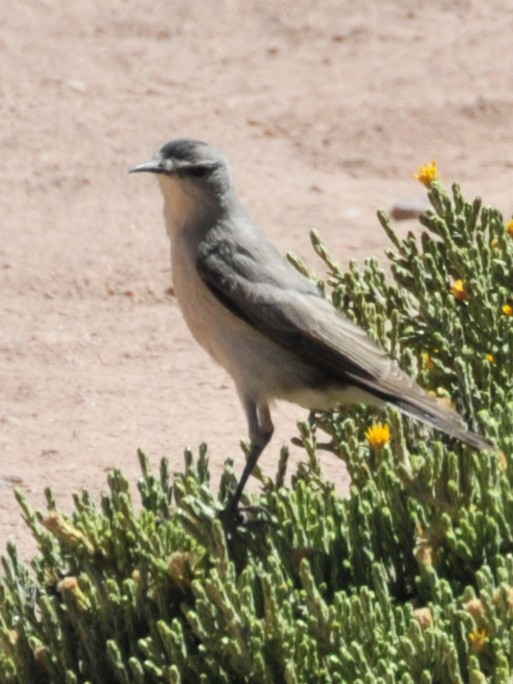 Black-fronted Ground-Tyrant - ML165470021