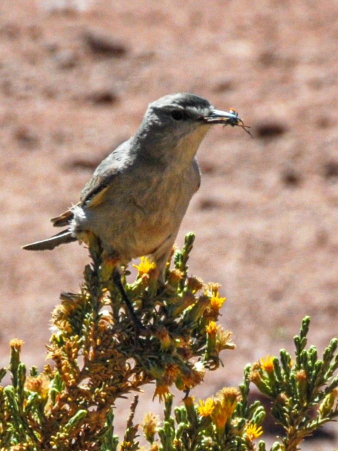 Black-fronted Ground-Tyrant - ML165470031