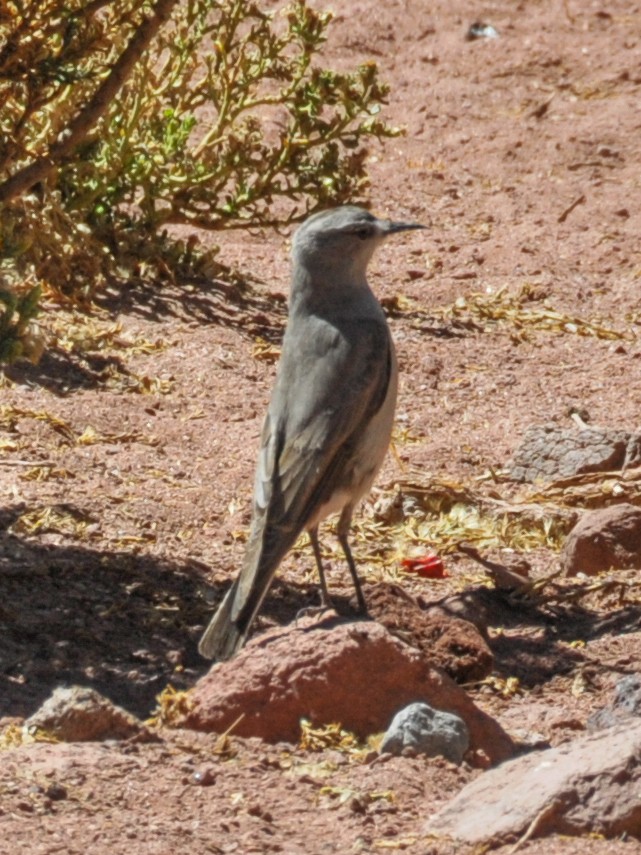 Black-fronted Ground-Tyrant - ML165470041